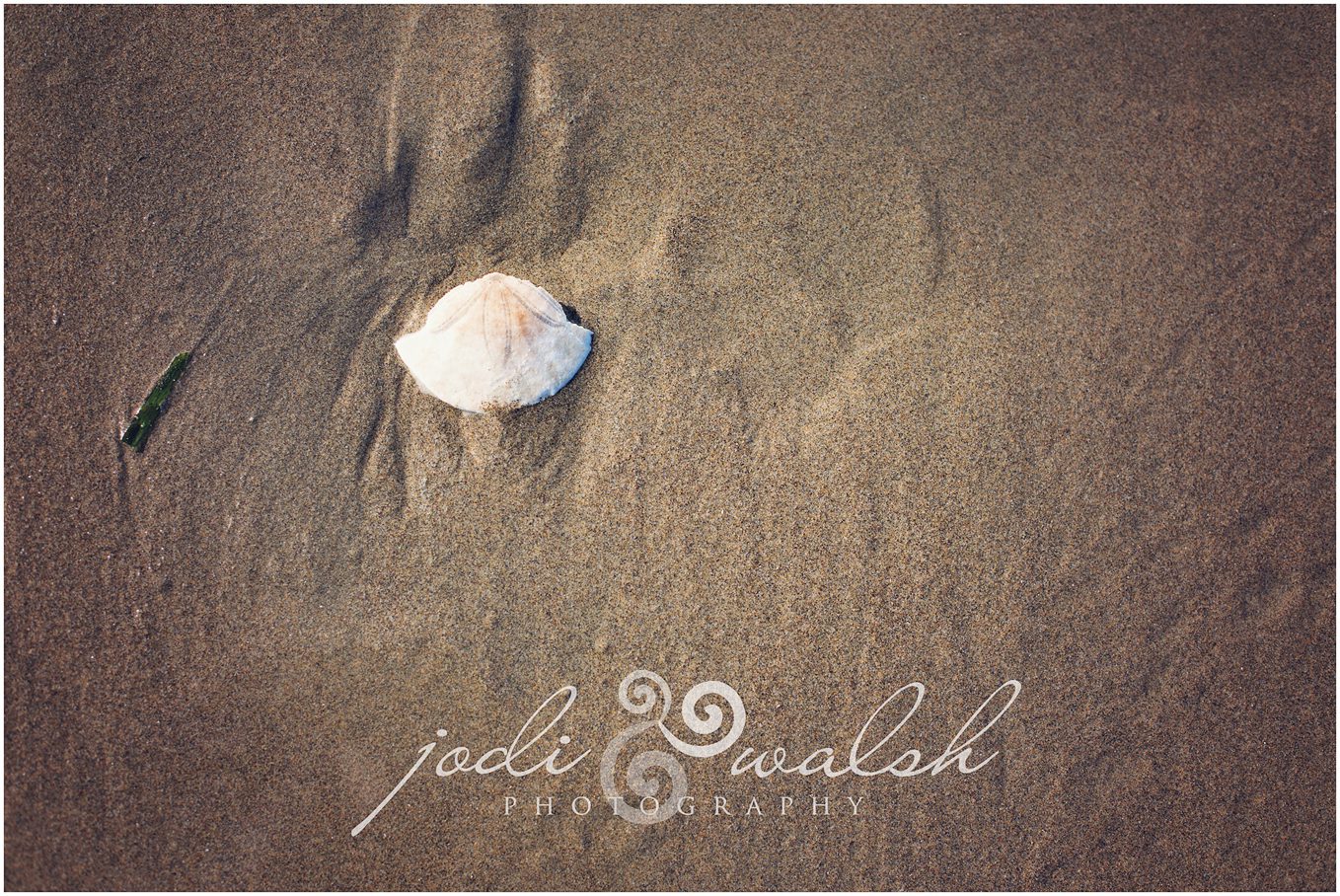 sand dollar on the beach, Cannon Beach Oregon