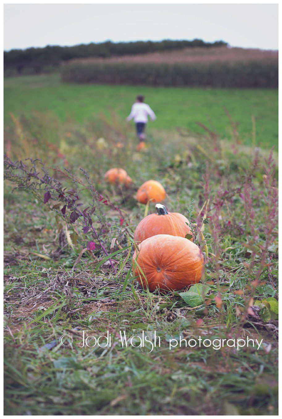 pumpkin field, Shenot Farm, Pittsburgh