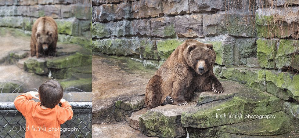 Pittsburgh zoo, kodiak bear, Rocky