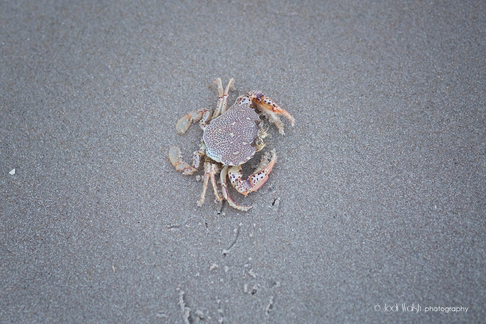 crab walking on the beach