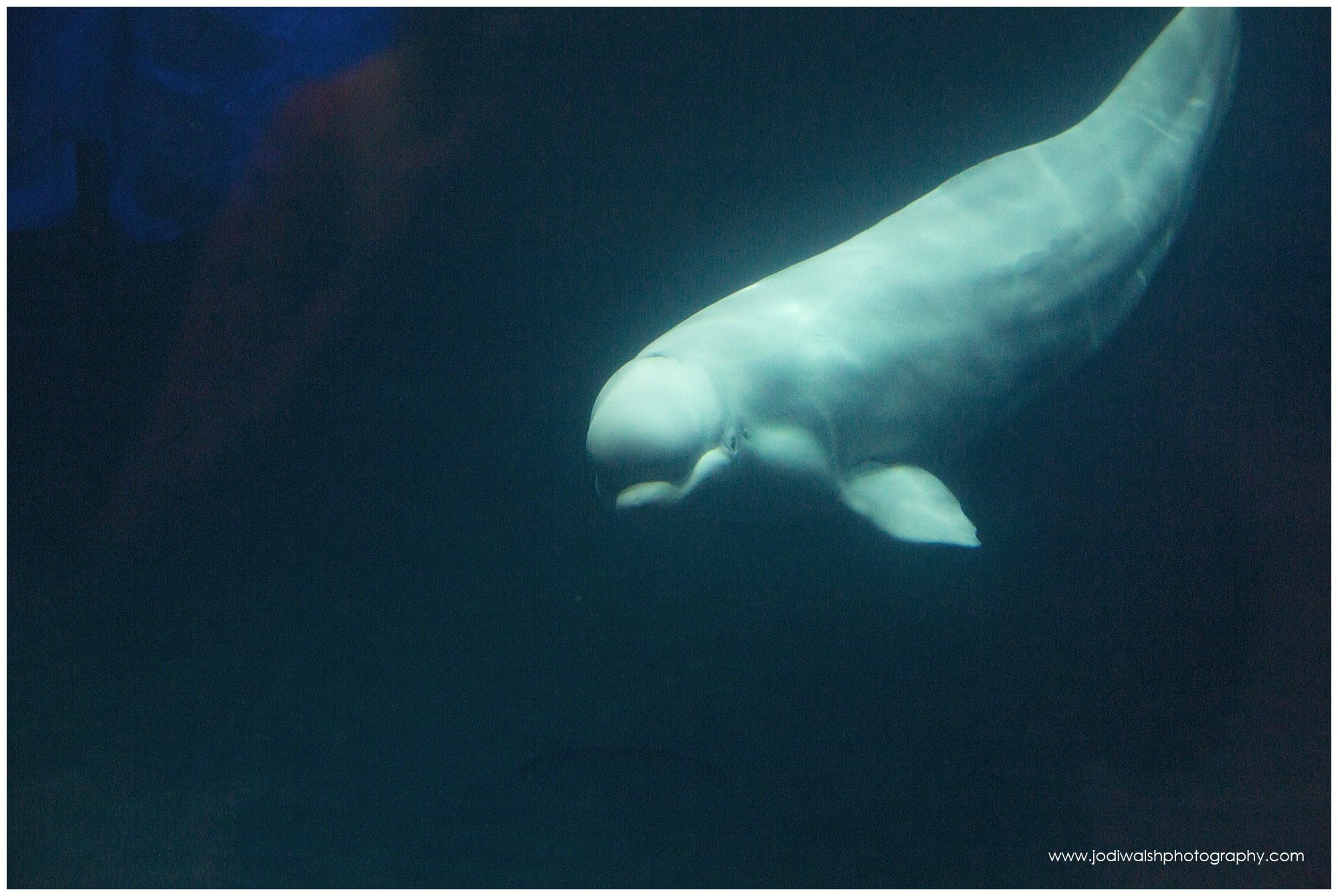 beluga underwater, Shedd Aquarium