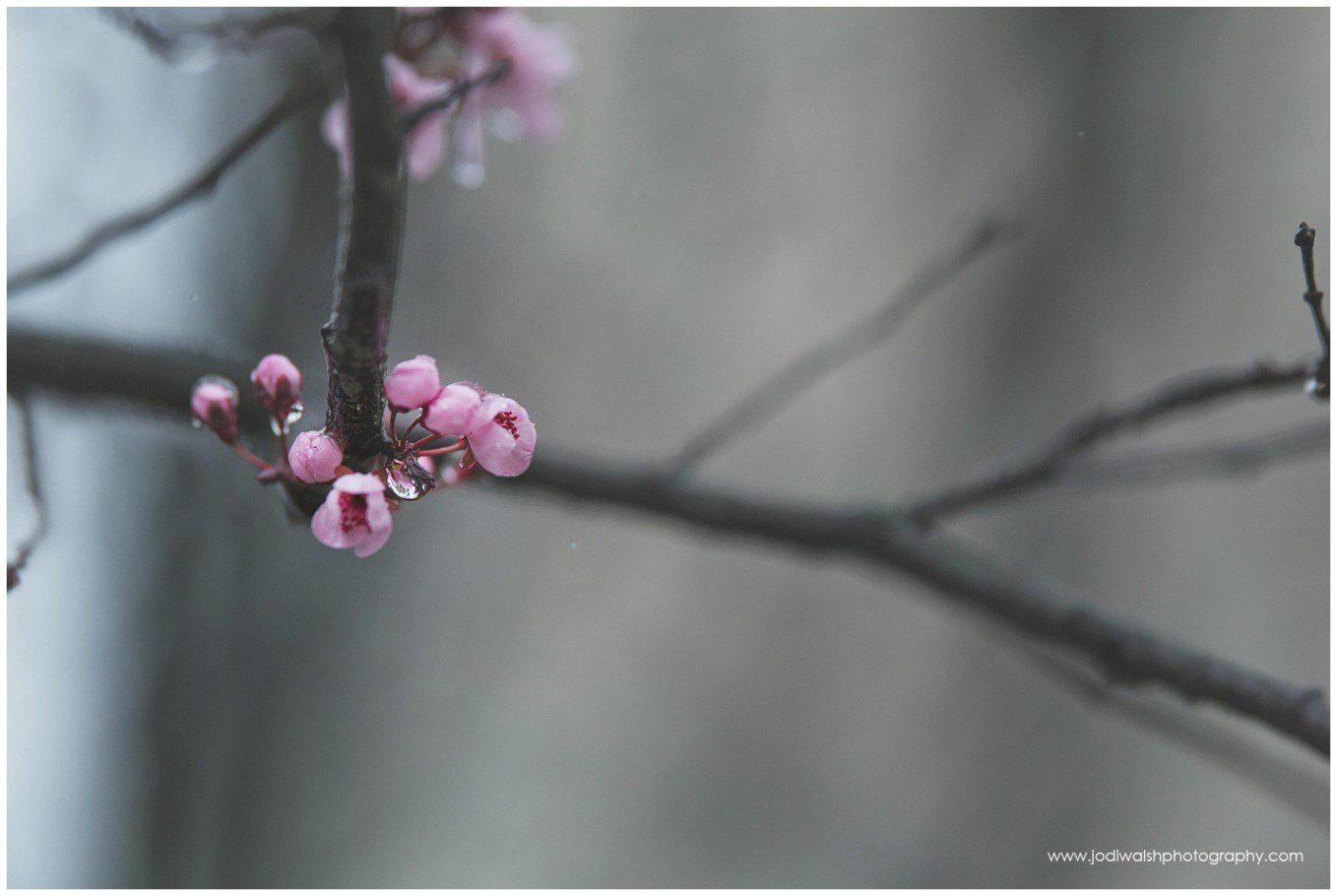 image of a crab apple blossom buds on a branch.