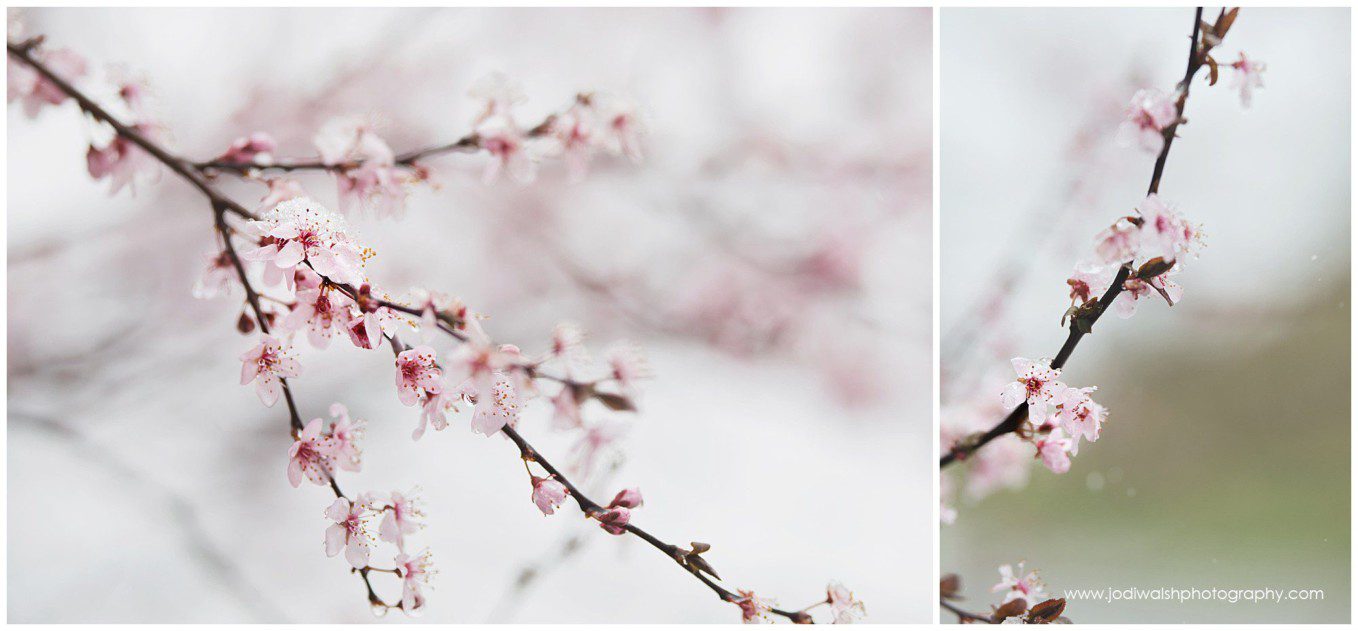 light pink flowers covered in snow on a tree branch