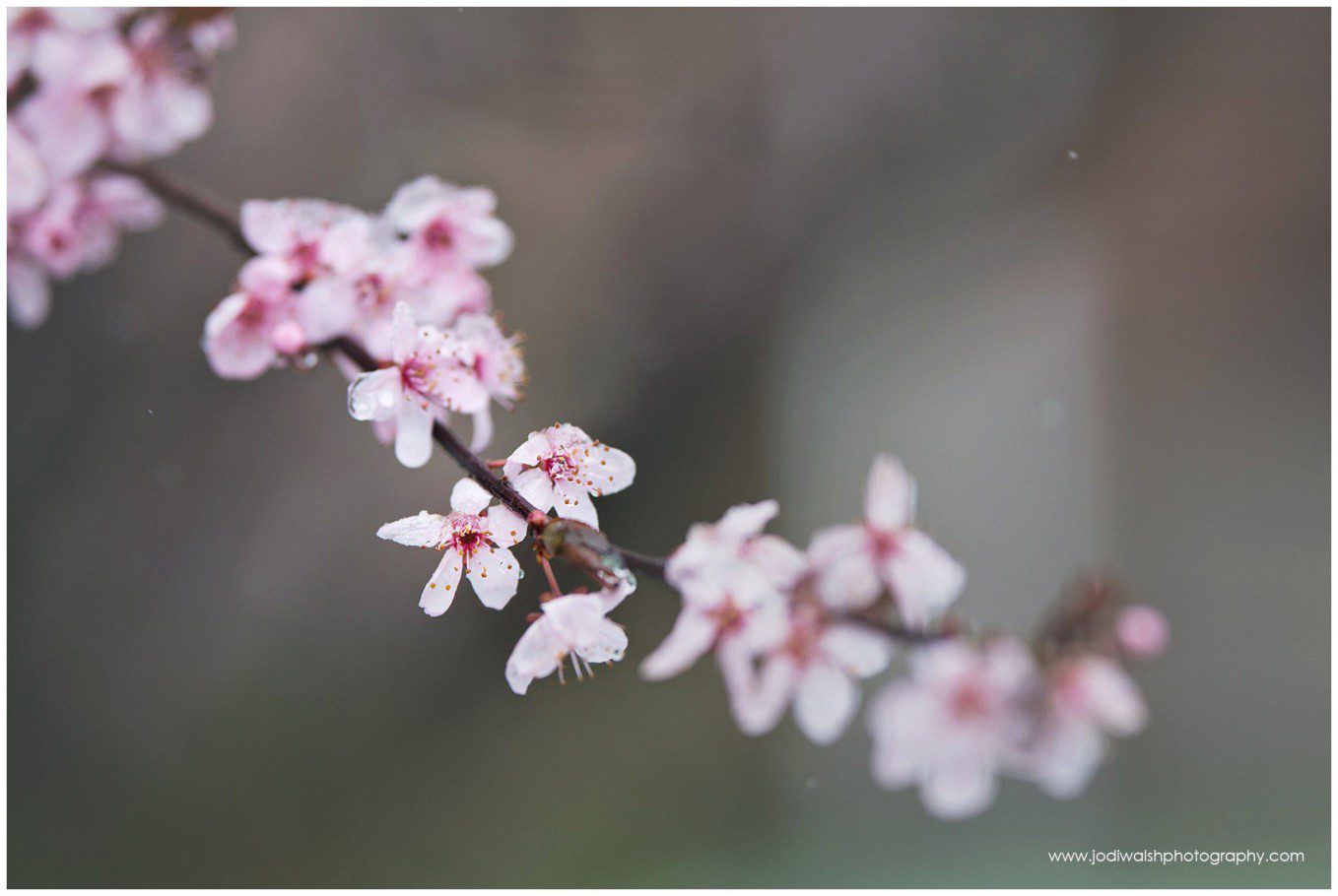 image of a crab apple blossoms with tiny snowflakes on them. The blossoms are small and light pink.