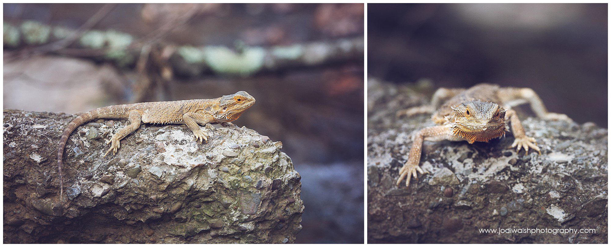 bearded dragon lizard sitting on a rock in a Pittsburgh area park