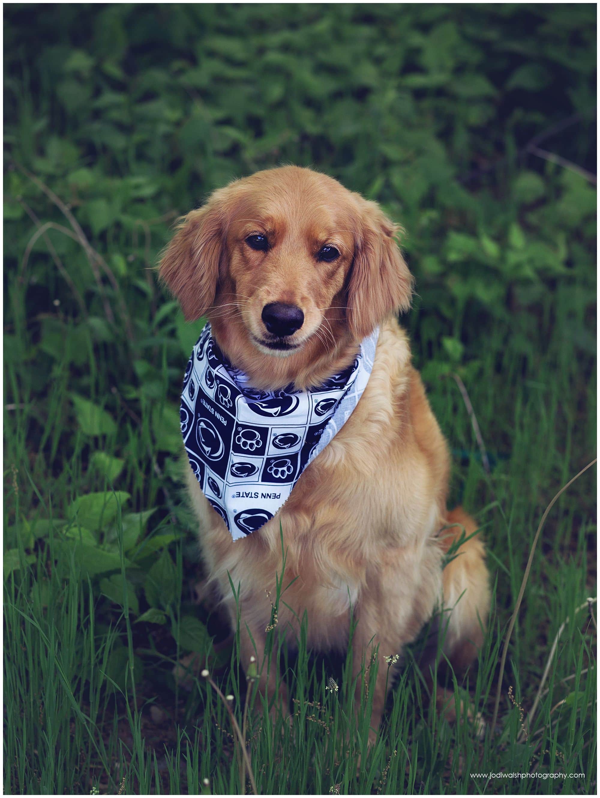 golden retriever mix dog wearing Penn State bandana