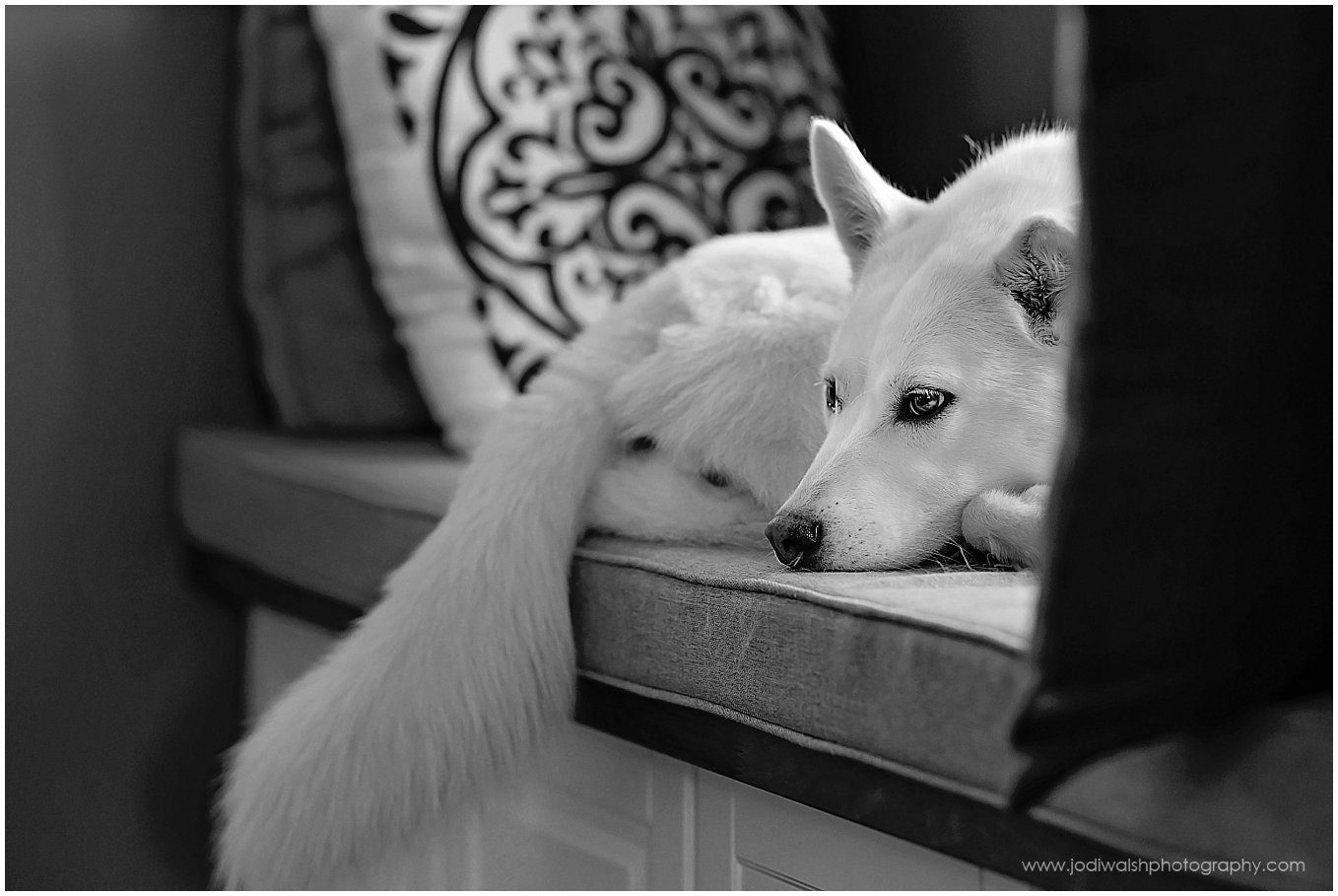 black and white image of a white dog laying on a window seat.