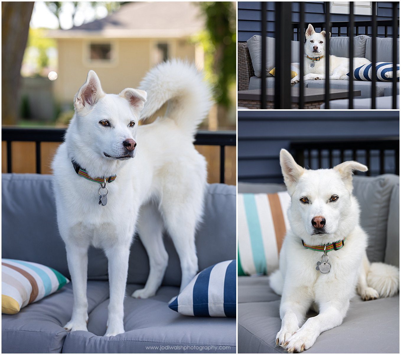 a collage of images of a white dog sitting on a porch.  She has medium length fur and is sitting on a gray outdoor chair.